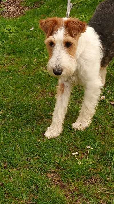 Foxterrier Gang-Beitrag-Bild