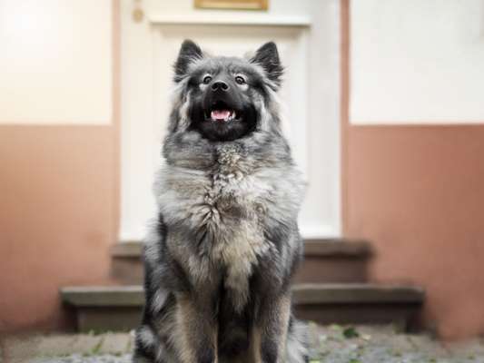 Was denkt ihr, welche Rassen könnten in ihm stecken?-Beitrag-Bild