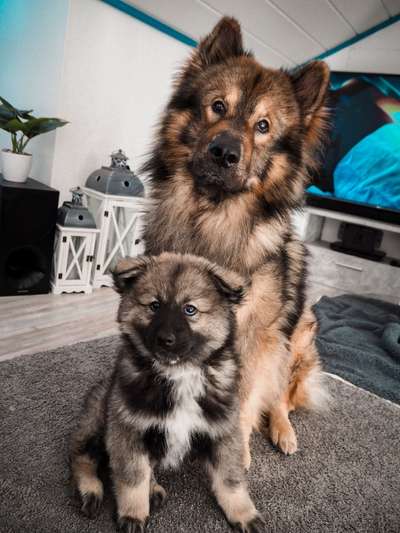 Welpen Bilder !-Beitrag-Bild