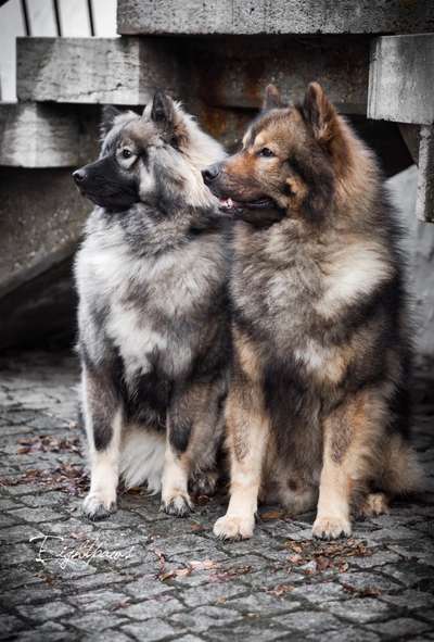 Seltene Rassen!-Beitrag-Bild