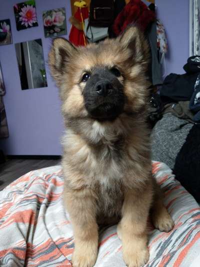 Welpen Bilder !-Beitrag-Bild