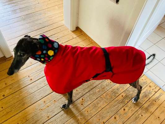 Windhunde - Treffen der besonderen Schönheiten
HERZLICH WILLKOMMEN-Beitrag-Bild