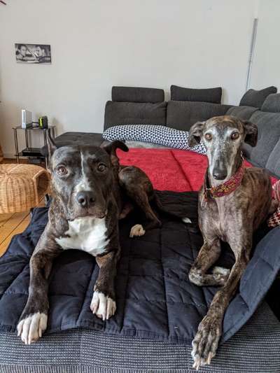 Windhunde - Treffen der besonderen Schönheiten
HERZLICH WILLKOMMEN-Beitrag-Bild