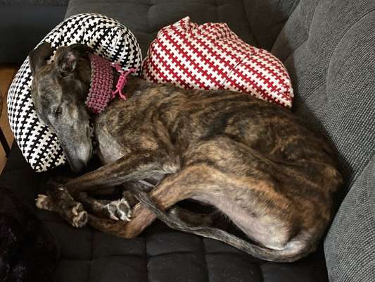 Windhunde - Treffen der besonderen Schönheiten
HERZLICH WILLKOMMEN-Beitrag-Bild