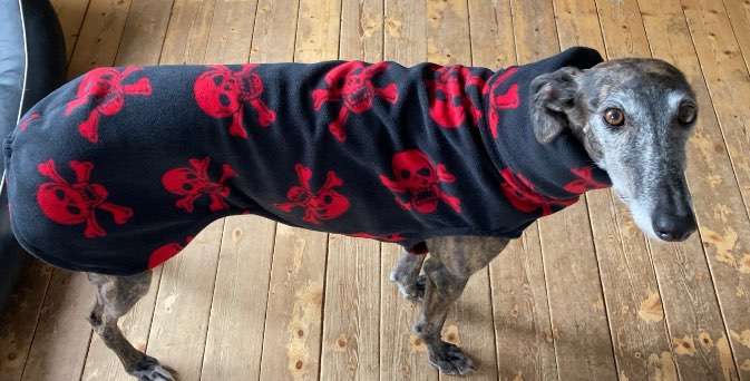 Windhunde - Treffen der besonderen Schönheiten
HERZLICH WILLKOMMEN-Beitrag-Bild