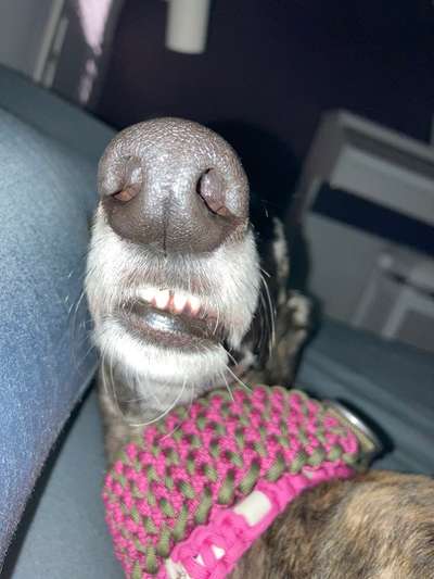 Windhunde - Treffen der besonderen Schönheiten
HERZLICH WILLKOMMEN-Beitrag-Bild