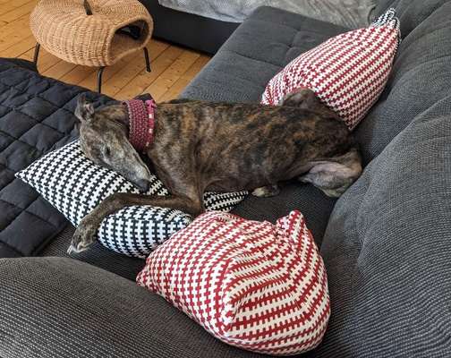 Windhunde - Treffen der besonderen Schönheiten
HERZLICH WILLKOMMEN-Beitrag-Bild