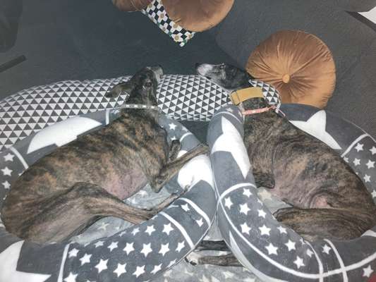 Windhunde - Treffen der besonderen Schönheiten
HERZLICH WILLKOMMEN-Beitrag-Bild