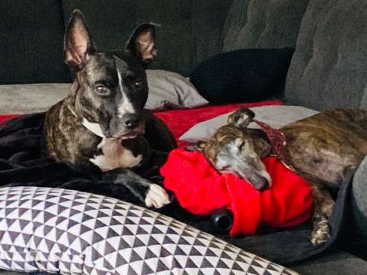 Windhunde - Treffen der besonderen Schönheiten
HERZLICH WILLKOMMEN-Beitrag-Bild