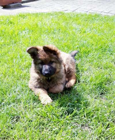 Welpen Bilder !-Beitrag-Bild