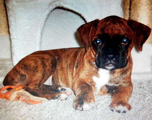 Welpen Bilder !-Beitrag-Bild