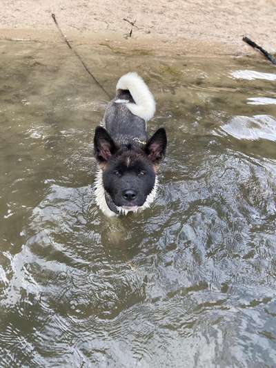 Dogorama-Monats-Challenge-Mai "Wasser"-Beitrag-Bild