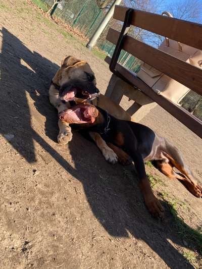 CHALLENGE NR. 19 - Der Hundeblick-Beitrag-Bild