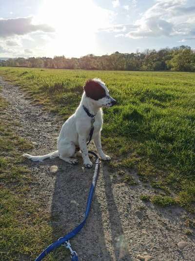 Hundetreffen-Sandershausen Welpentreff, Gassirunde,-Bild