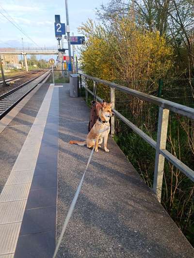 Welche Rasse steckt drin außer Husky-Beitrag-Bild
