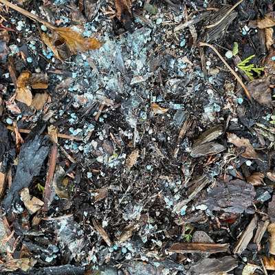 Giftköder-Vermutlich Rattengift/Schneckenkorn-Bild