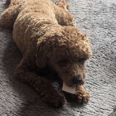 Hundetreffen-Gassirunde in Rudersberg-Bild