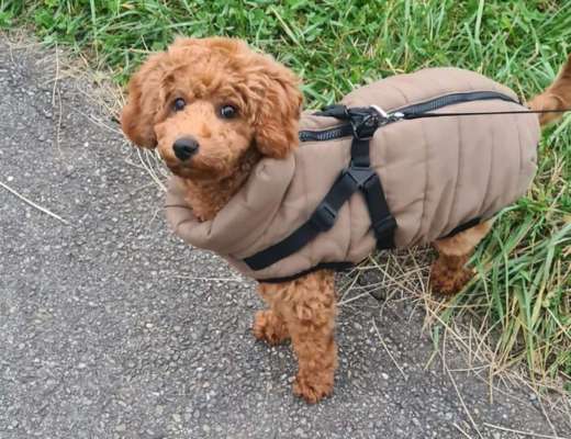 Hundetreffen-Gassirunden kleine Hunde-Bild