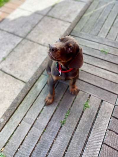 Welpen Bilder !-Beitrag-Bild