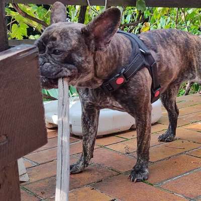 19. Handy - Foto - Challenge-Beitrag-Bild