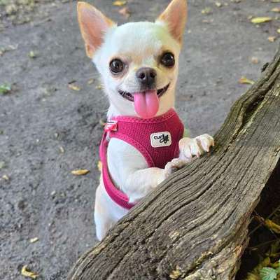 Hundetreffen-Chihuahua-Mädchen sucht kleine weibliche Freundinen zum Spielen im Hammerpark oder  Jacobipark-Bild