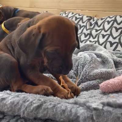 Hundetreffen-Welpentreffen Raum Kaisersesch ab Juni 2026-Bild