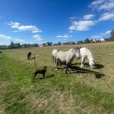 Hundetreffen-Spaziergänge, kl. Wanderungen oder gemeinsames Spielen iR Kaisersesch-Bild