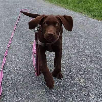 Hundetreffen-Gemeinsames Gassigehen und einfach kennenlernen-Bild