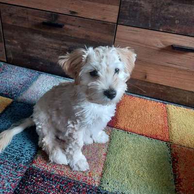 Hundetreffen-Havaneser  treffen-Bild