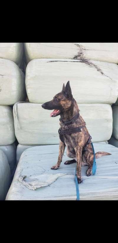 Hundetreffen-Trainingsspaziergang, social walk, begegnung ohne direkten Hundekontakt-Bild