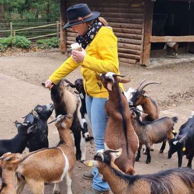 Hundetreffen-Hundebegegnungen und andere Übungen-Profilbild