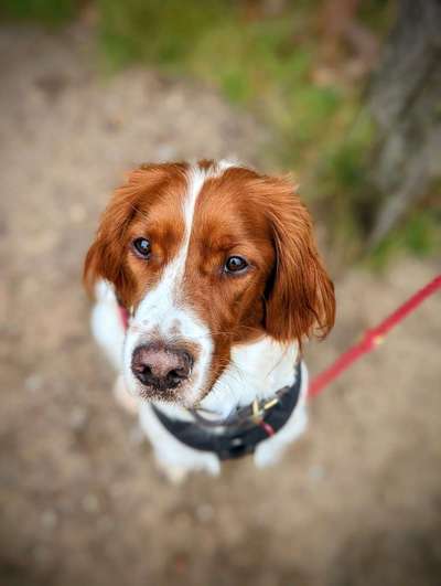 Seltene Rassen!-Beitrag-Bild