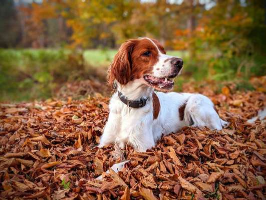 Irisch setter-Beitrag-Bild
