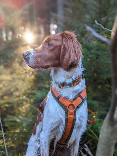 Irish Setter-Beitrag-Bild