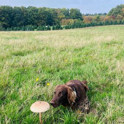 Hundetreffen-Alva sucht!-Bild