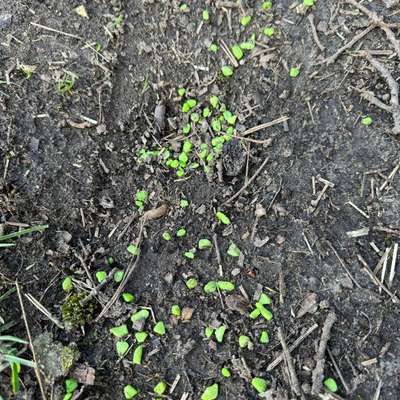 Giftköder-Schneckenkorn-Bild