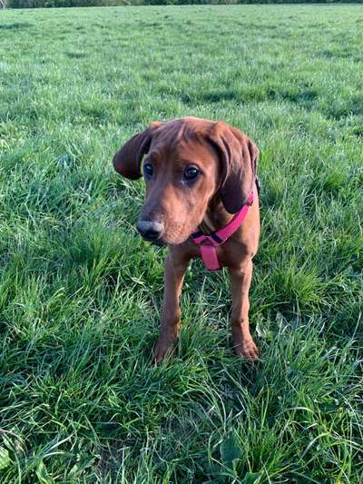 Zeigt mal eure besten Freunde-Beitrag-Bild