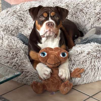 Hundetreffen-Gassi & spieltreffen-Bild