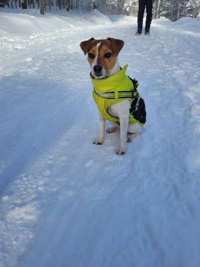 Dansky (Dansk-Svensk Gårdshund)-Beitrag-Bild