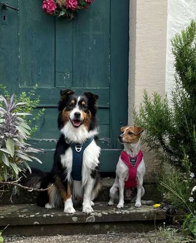 Dogorama Photo Challenge - Die besten Hundebuddys-Beitrag-Bild