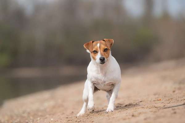 Dansky (Dansk-Svensk Gårdshund)-Beitrag-Bild
