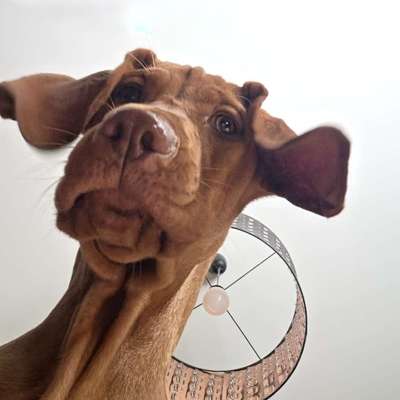 Hundetreffen-​🐶 Vizsla Paul sucht nette Spiel- & Gassi-Buddies!-Bild