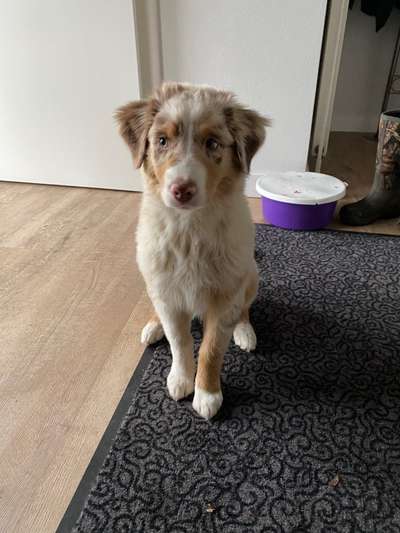 Dogorama Photo Challenge - Hundeblick zum hinschmelzen-Beitrag-Bild