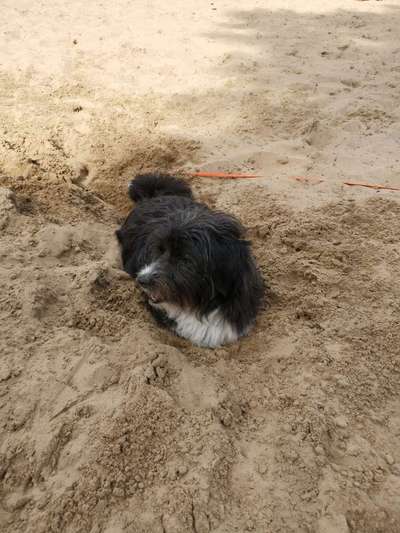 Hundetreffen-Hunde treffen nähe hönow /U-Bahn-Bild