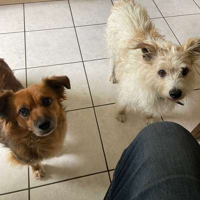 Hundetreffen-Spaziergänge-Bild