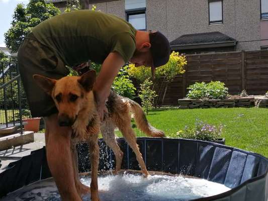 Hundepool-Beitrag-Bild