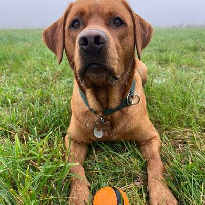 Hundetreffen-Schöner Spaziergang am besten mit Freilaufenden Rüden oder Kastrierten Weibchen-Bild