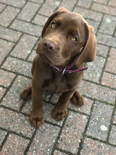 Welpen Bilder !-Beitrag-Bild