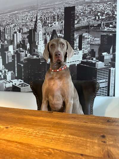 Weimaraner-Beitrag-Bild