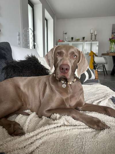 Weimaraner-Beitrag-Bild